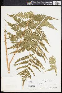 Dryopteris celsa image