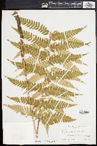 Dryopteris celsa image