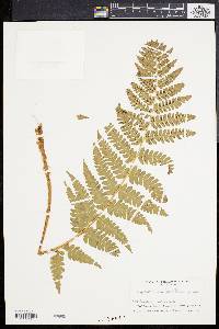 Dryopteris celsa image