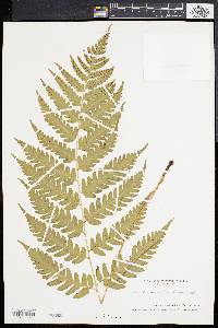 Dryopteris celsa image