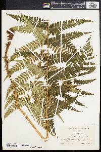 Dryopteris celsa image