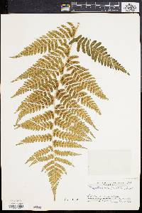 Dryopteris celsa image