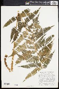 Dryopteris celsa image