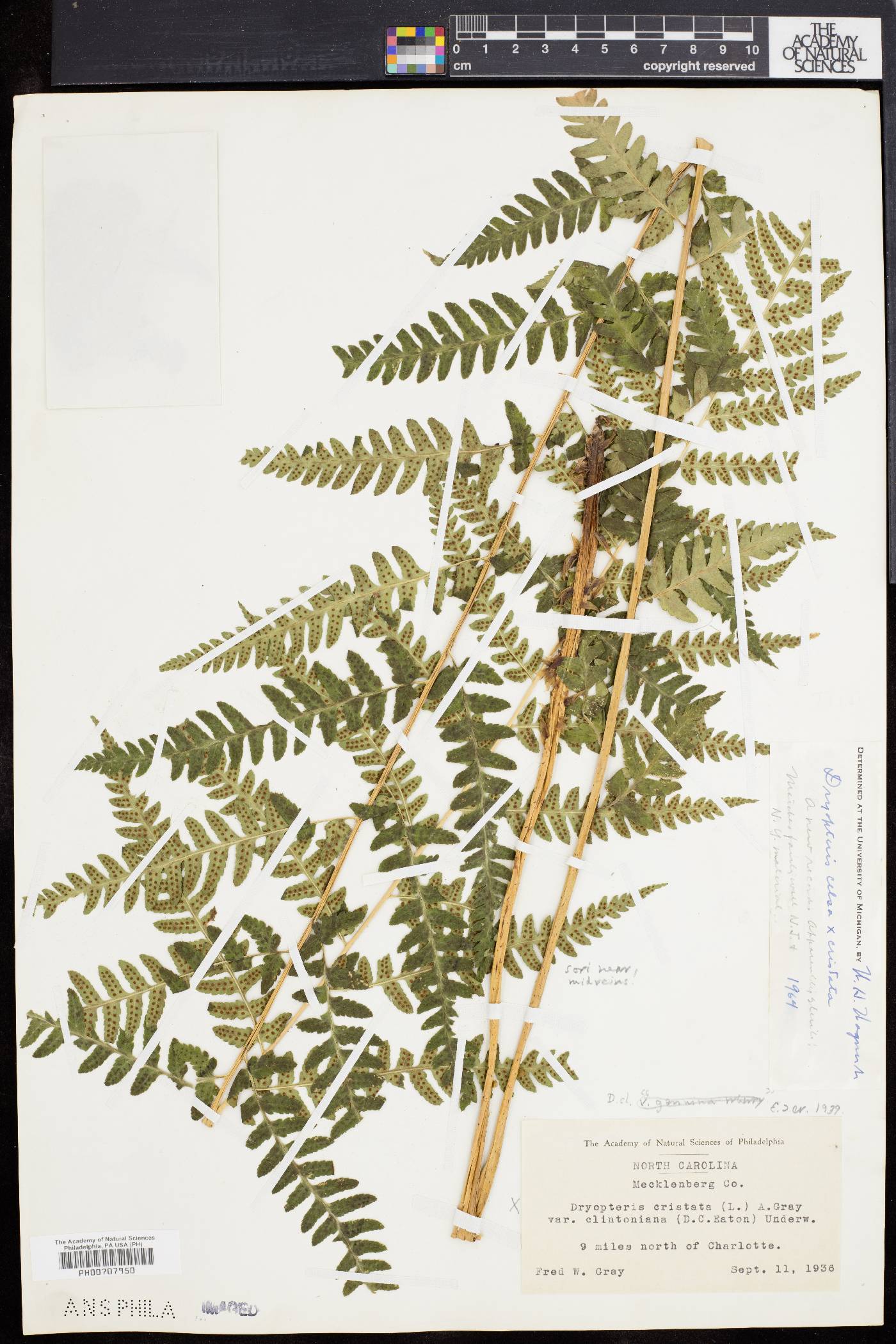 Dryopteris atropalustris image