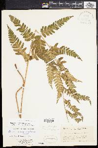 Dryopteris celsa image