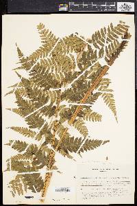 Dryopteris celsa image