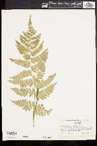 Dryopteris celsa image