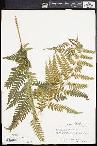 Dryopteris celsa image