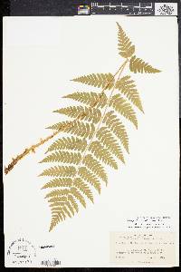 Dryopteris x dowellii image