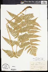 Dryopteris x dowellii image