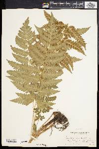 Dryopteris clintoniana image