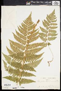 Dryopteris clintoniana image