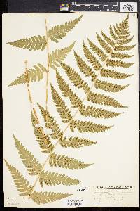 Dryopteris clintoniana image