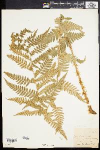 Dryopteris clintoniana image