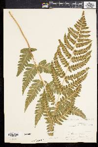 Dryopteris clintoniana image