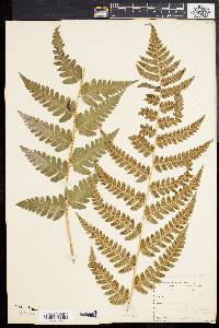 Dryopteris clintoniana image