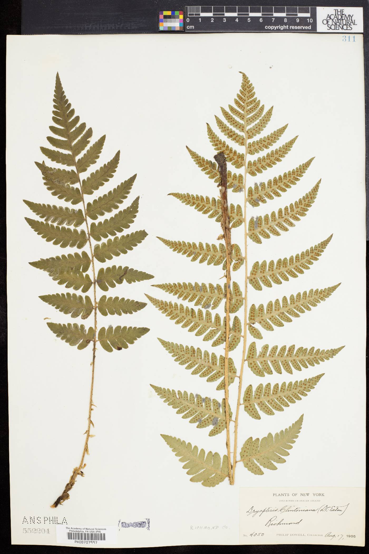 Dryopteris clintoniana image