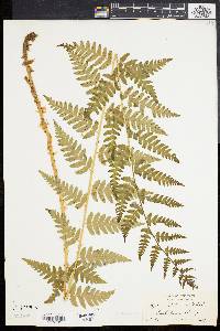 Dryopteris clintoniana image