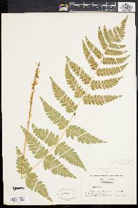 Dryopteris clintoniana image