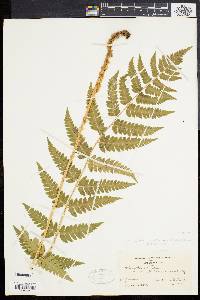 Dryopteris clintoniana image