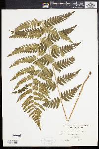 Dryopteris clintoniana image