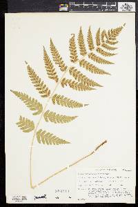 Dryopteris clintoniana image