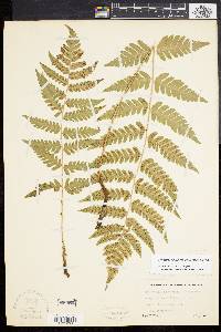 Dryopteris clintoniana image