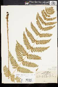 Dryopteris clintoniana image