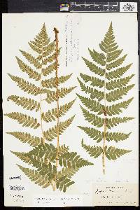 Dryopteris clintoniana image