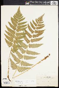 Dryopteris clintoniana image