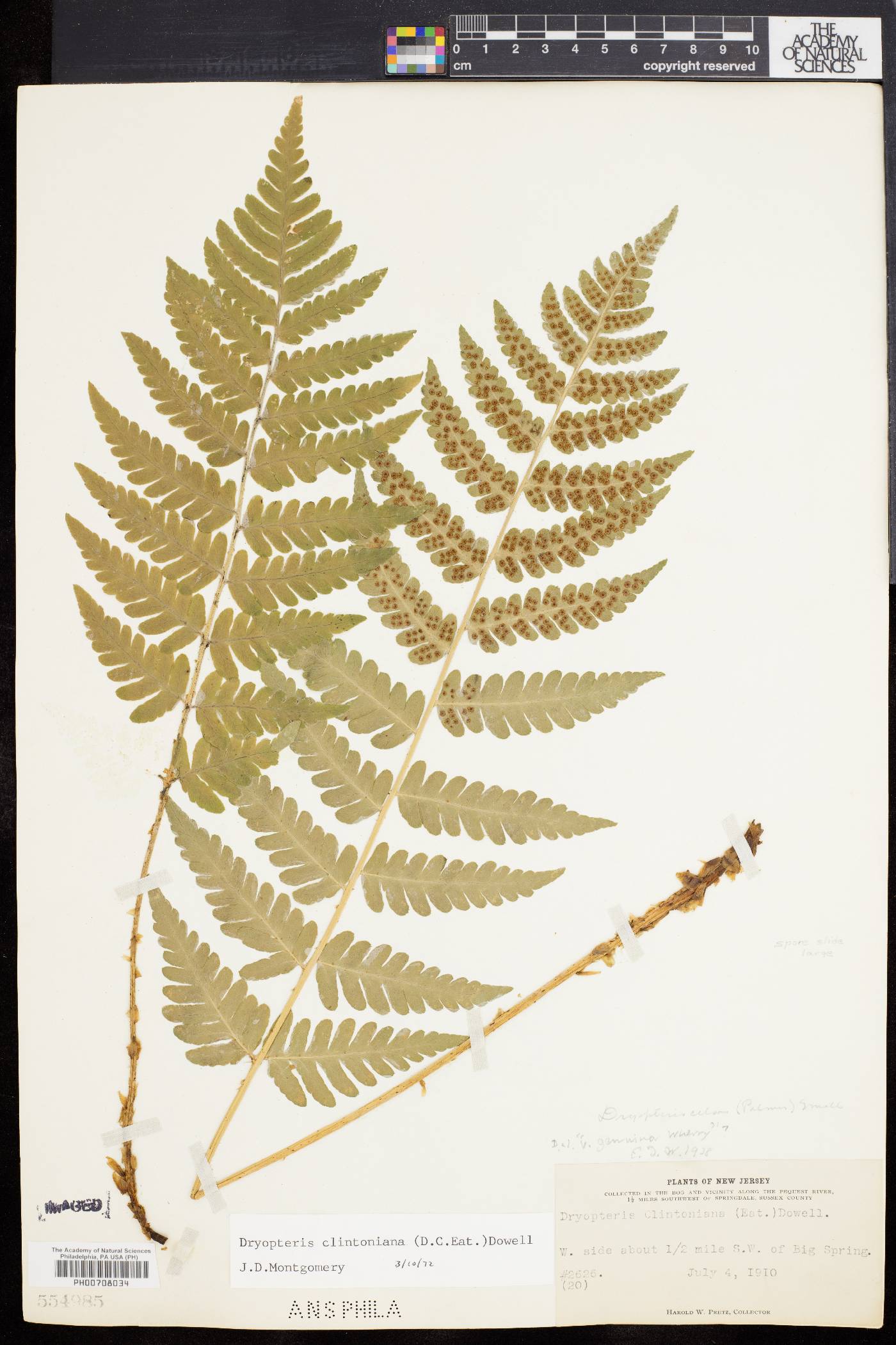 Dryopteris clintoniana image