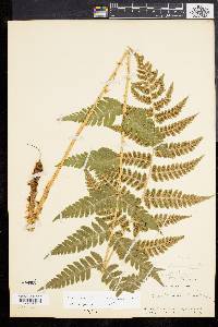 Dryopteris clintoniana image