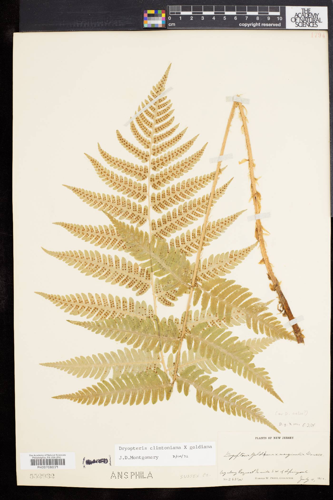 Dryopteris clintoniana image