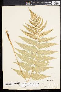 Dryopteris clintoniana image