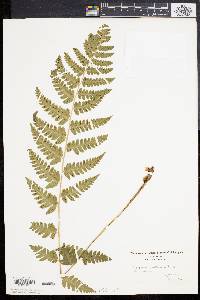 Dryopteris clintoniana image