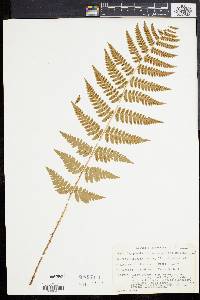 Dryopteris clintoniana image