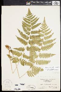 Dryopteris clintoniana image