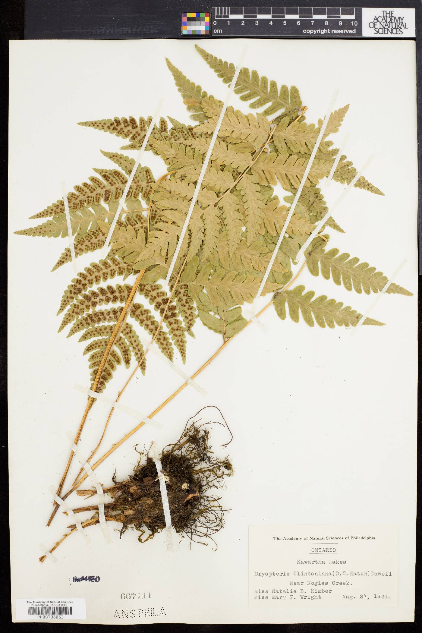 Dryopteris clintoniana image