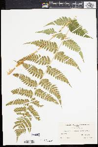 Dryopteris clintoniana image