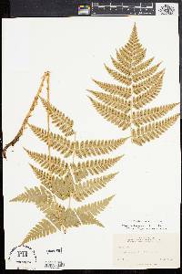 Dryopteris clintoniana image