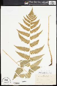 Dryopteris clintoniana image