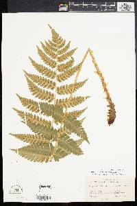 Dryopteris clintoniana image