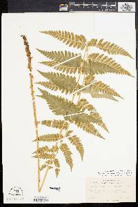 Dryopteris clintoniana image