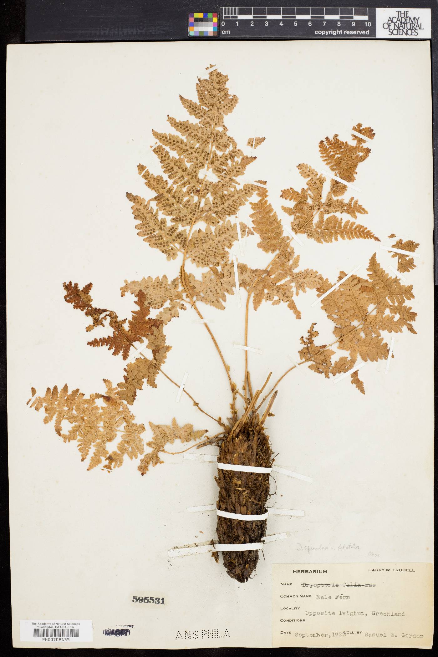 Dryopteris dilatata image