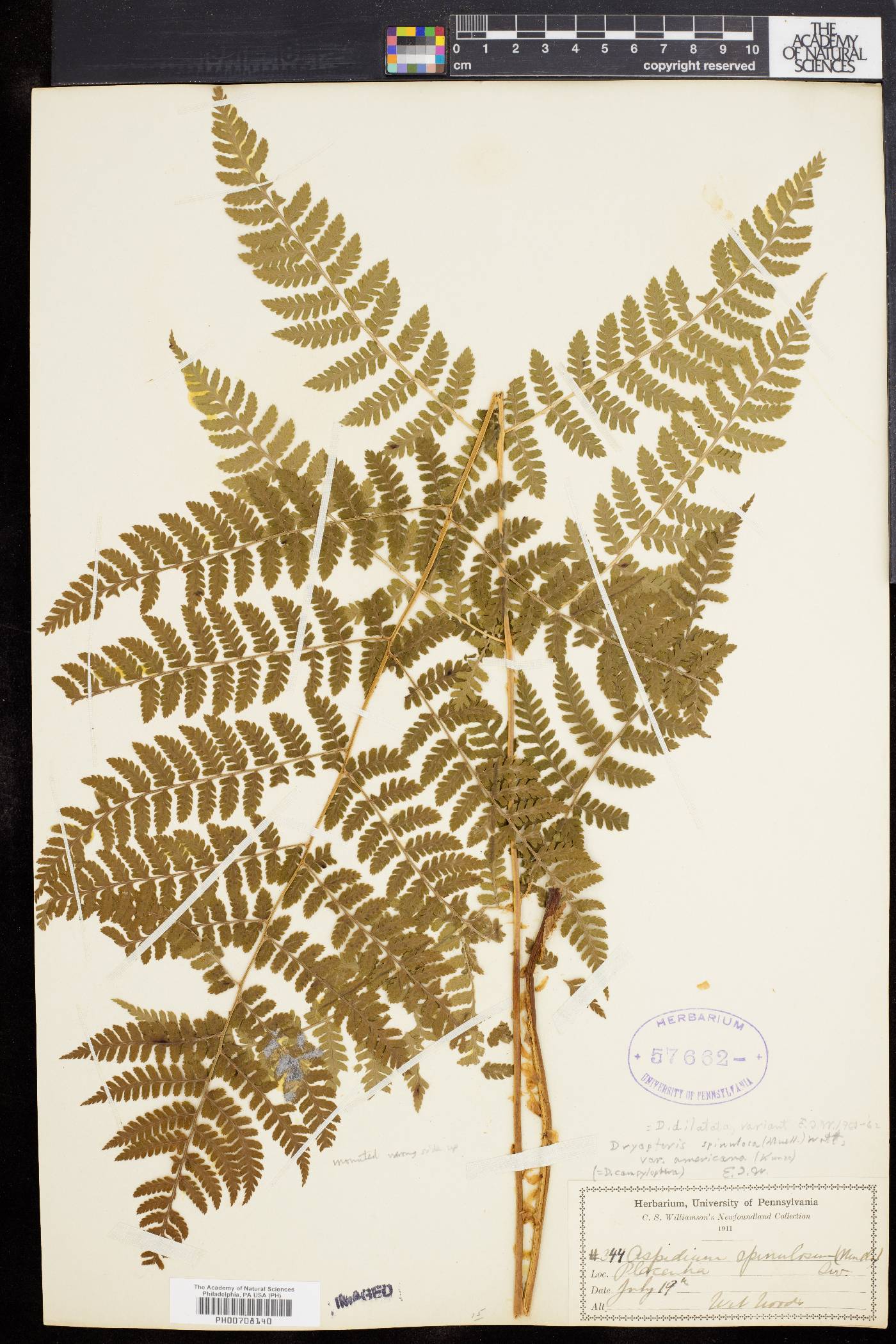 Dryopteris dilatata image