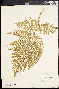 Dryopteris dilatata image