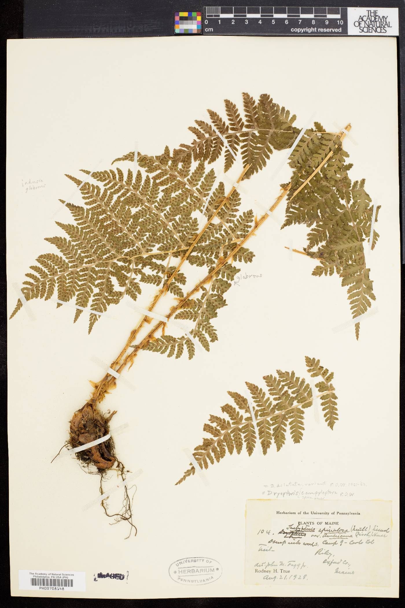 Dryopteris dilatata image