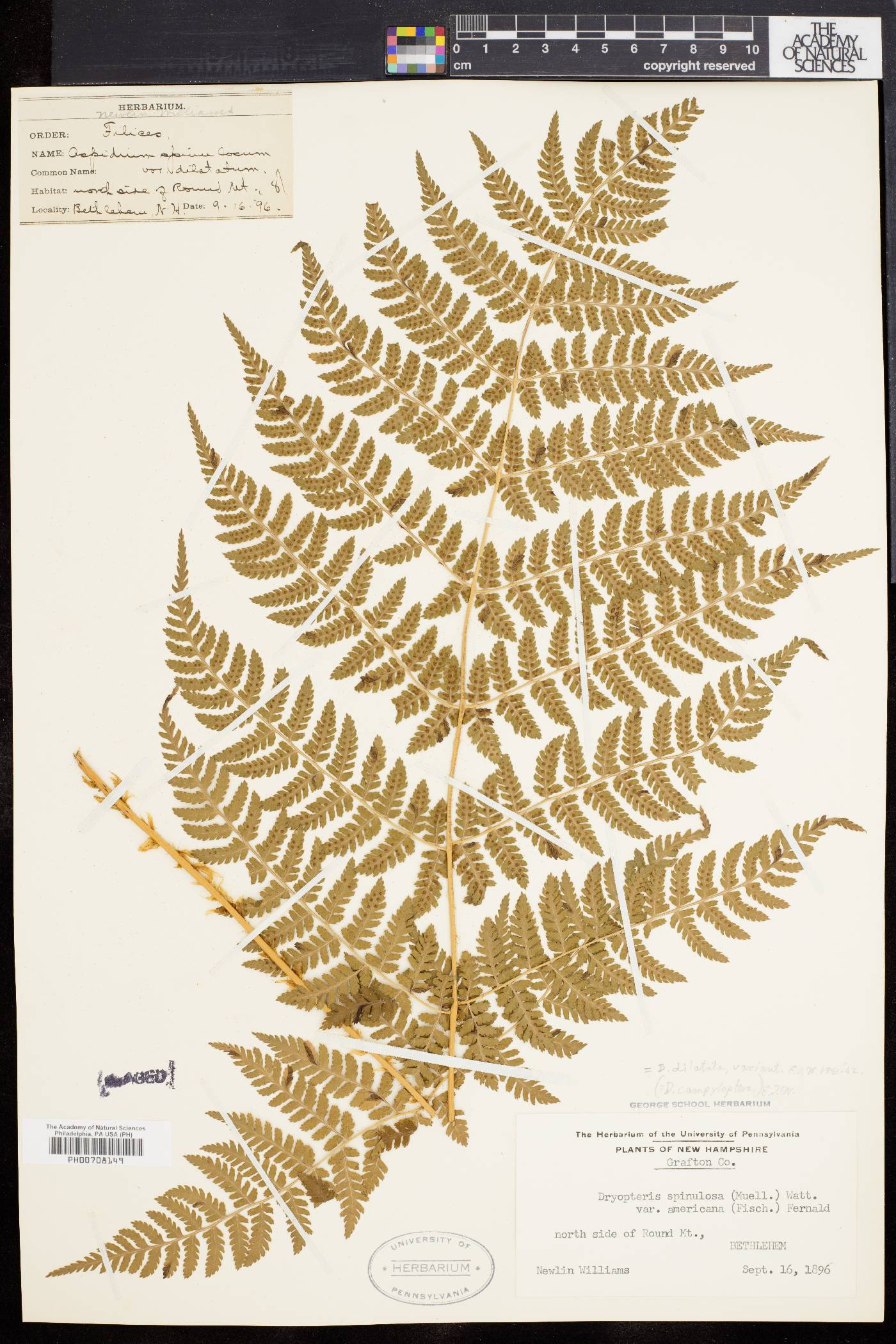 Dryopteris dilatata image