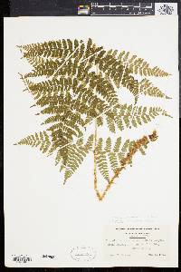 Dryopteris dilatata image