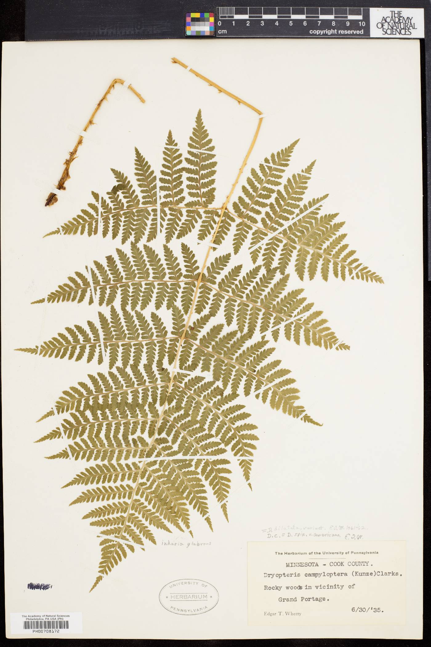 Dryopteris dilatata image